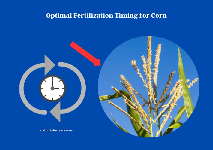 optimal fertilization timing for corn